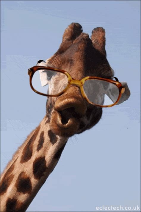 giraf gif|giraffe snow meme.